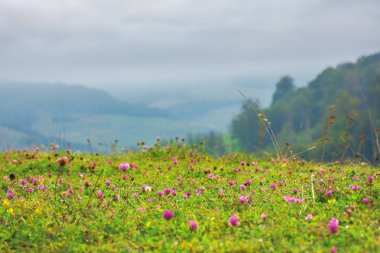 yonca çiçekleri ile çimenli çayır