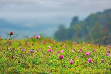 yonca çiçekleri ile çimenli çayır