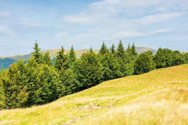 Bosque mixto en una colina cubierta de hierba — Foto de Stock