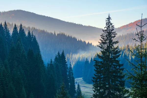 Lucfenyő erdő a hegyen reggel — Stock Fotó