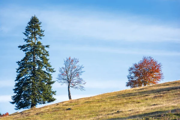 Três árvores na colina — Fotografia de Stock
