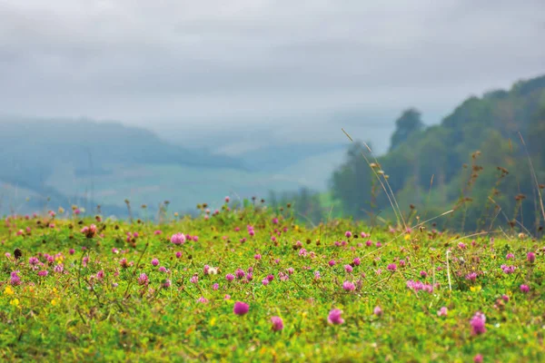 yonca çiçekleri ile çimenli çayır