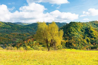çayırda sarı yeşillik ağaç