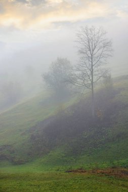 sonbahar kırsalkalında kalın sis