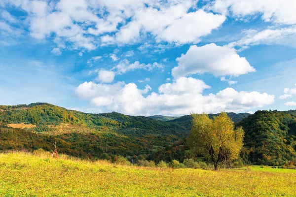 Strom ve žlutém listí na louce — Stock fotografie