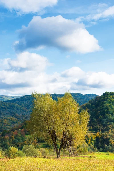 Albero in fogliame giallo sul prato — Foto Stock