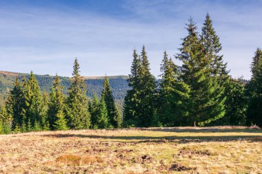 gün doğumunda dağlarda çayırda ladin ağaçları