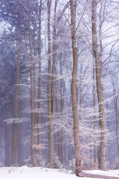 Sis ve hoarfrost kış ormanı — Stok fotoğraf