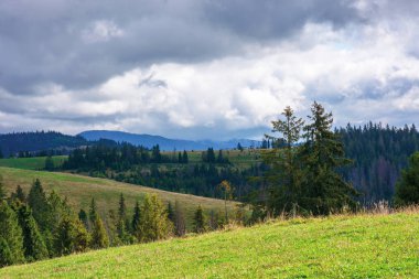 tepelerde ladin ormanları