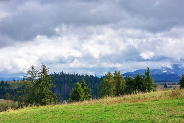 Sparrenbossen op glooiende heuvels — Stockfoto