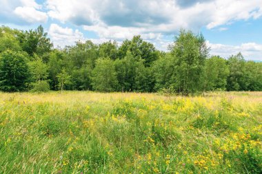dağda çimenli glade