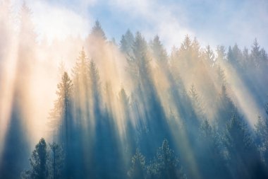 sis ve orman üzerinde bulutlar ile güneş ışığı
