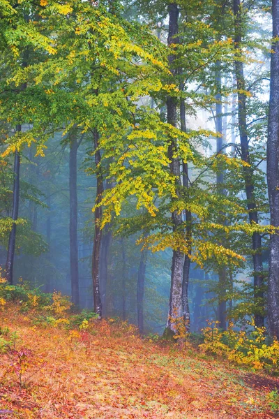 Hermoso paisaje forestal en el tiempo brumoso —  Fotos de Stock