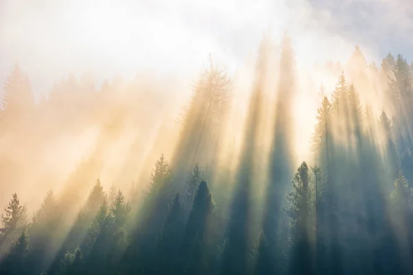 Luz del sol a través de la niebla y nubes sobre el bosque —  Fotos de Stock