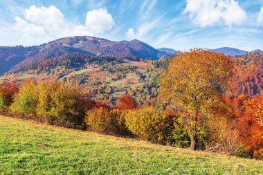 trees in fall foliage in mountainous countryside