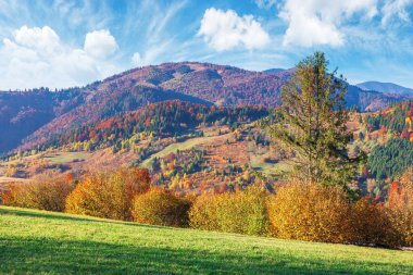 trees in fall foliage in mountainous countryside
