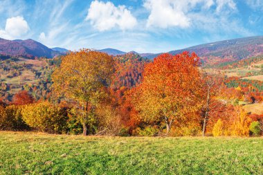 trees in fall foliage in mountainous countryside