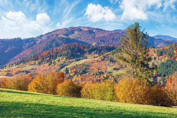 Trees in fall foliage in mountainous countryside — Stok fotoğraf