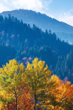 dağlarda renkli yeşillik ağaç