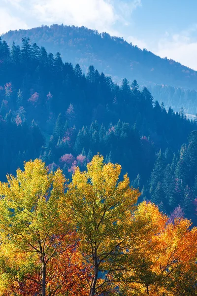 dağlarda renkli yeşillik ağaç