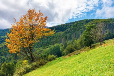 yamaçta turuncu yeşillik ağaç