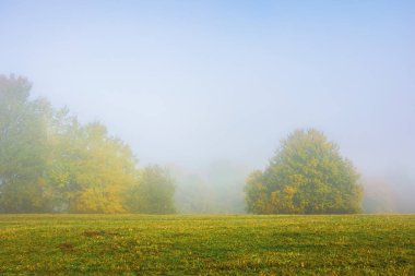 sisli bir sabah çimenli çayırda ağaçlar