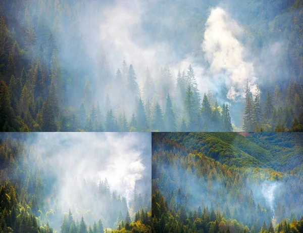 Dym w lesie — Zdjęcie stockowe