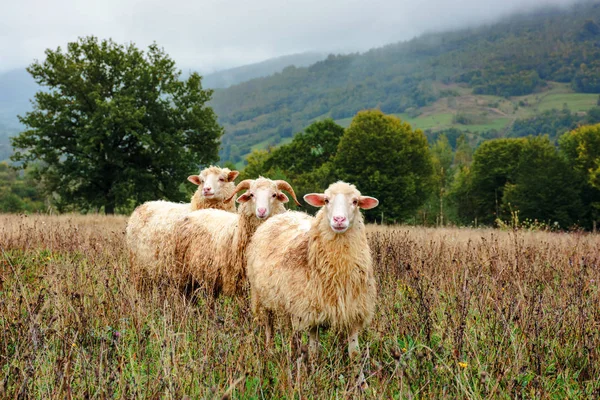 Таран і дві вівці на лузі — стокове фото