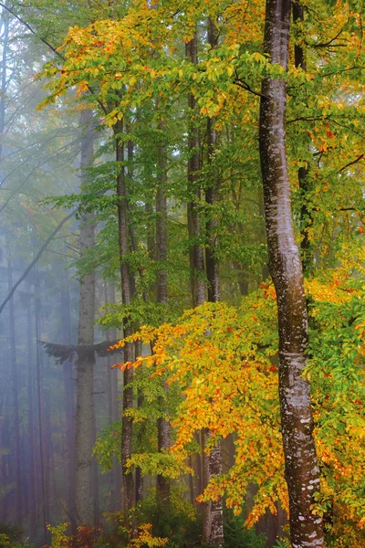 Arrière-plan de la forêt automnale de hêtres — Photo