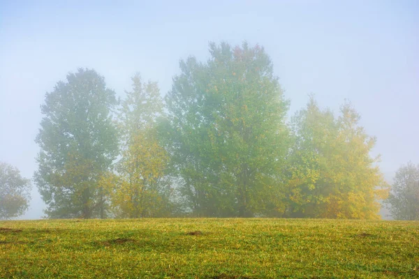 Stromů na travnaté louce v mlžné ranní — Stock fotografie
