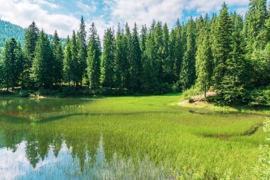 Dağlardaki güzel yaz manzarası