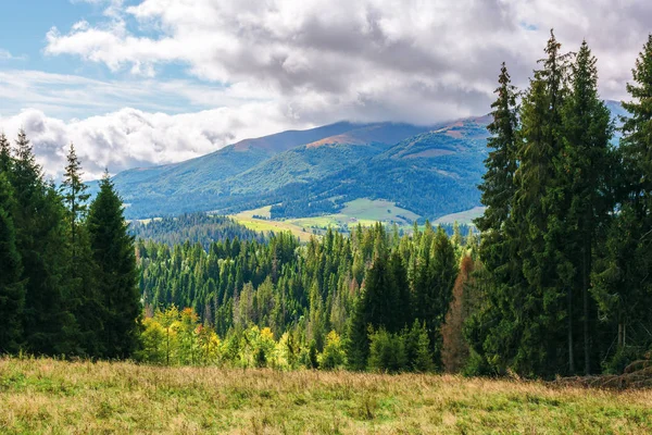 Bosque de coníferas en la colina cubierta de hierba en las montañas — Foto de Stock