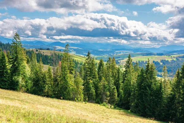 Jehličnaté lesy na travnatém kopci v horách — Stock fotografie