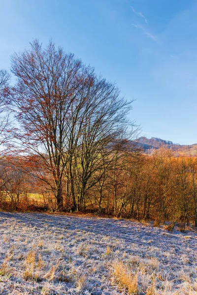 Hoarfrost içinde çayırüzerinde yapraksız ağaçlar — Stok fotoğraf