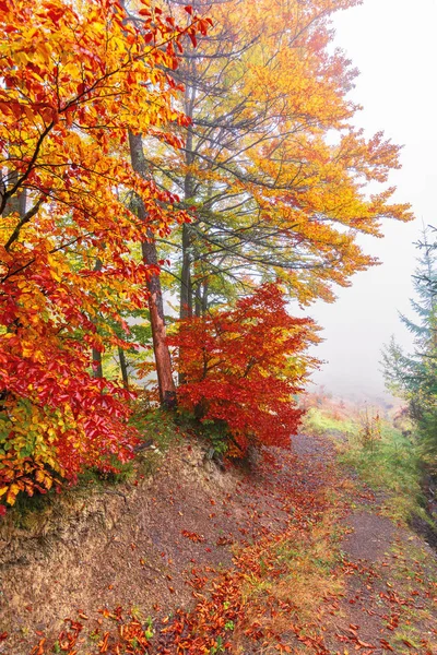 Buntes Laub der Buchen bei nebligem Wetter — Stockfoto