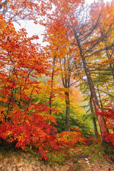 霧の天候のブナの木のカラフルな葉 — ストック写真