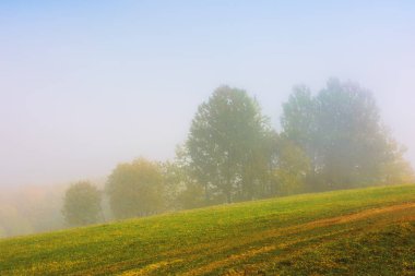 sis çayırda renkli yeşillik ağaçlar
