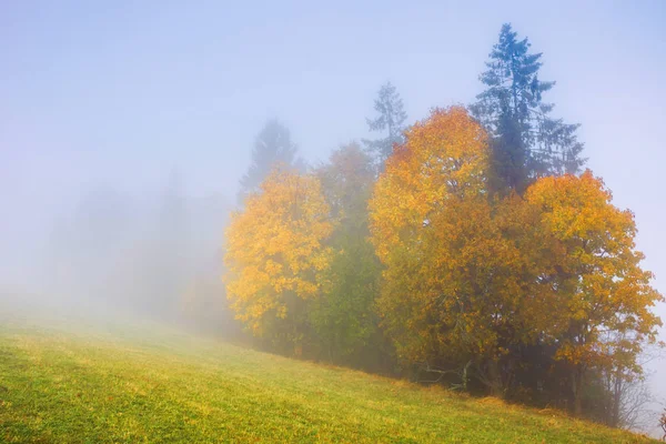 Árboles en colorido follaje en el prado en la niebla —  Fotos de Stock