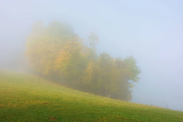 Trees in colorful foliage on the meadow in fog — Stock Photo, Image