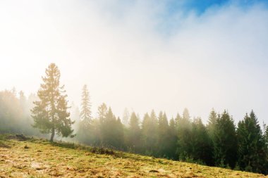 sonbaharda fantastik sisli hava