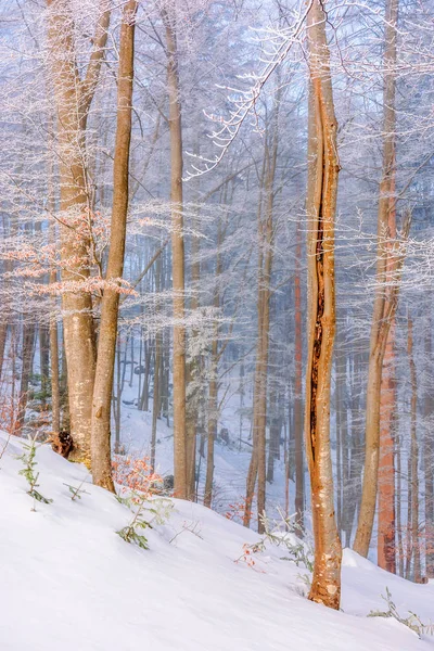 Floresta de faia no inverno — Fotografia de Stock