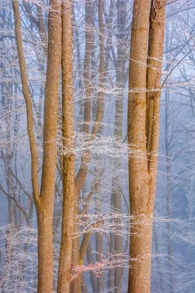 Bosque de haya en invierno — Foto de Stock