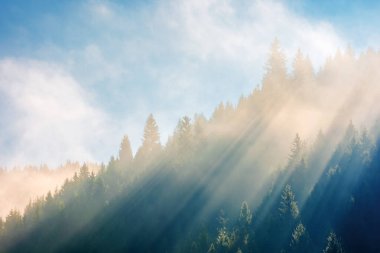 sis, gündoğumu yamaca Ladin ormanda