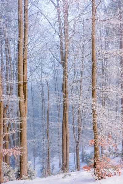 Kış mevsiminde orman — Stok fotoğraf