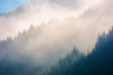 sisli gündoğumu Ladin orman dağlarında