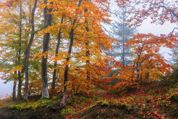 秋のブナの森の背景 — ストック写真