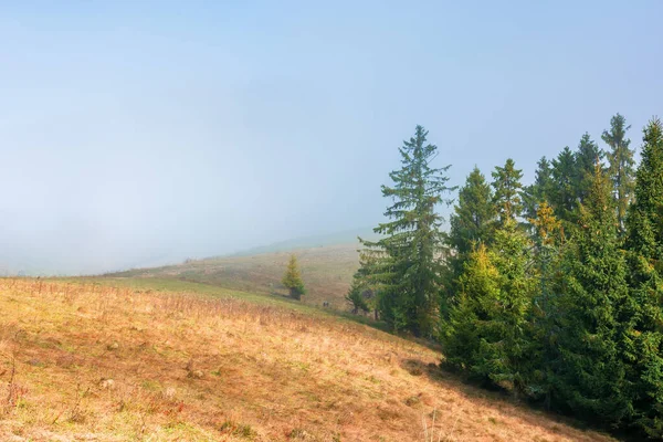 雾蒙蒙的早晨，草甸山坡上的云杉树 — 图库照片