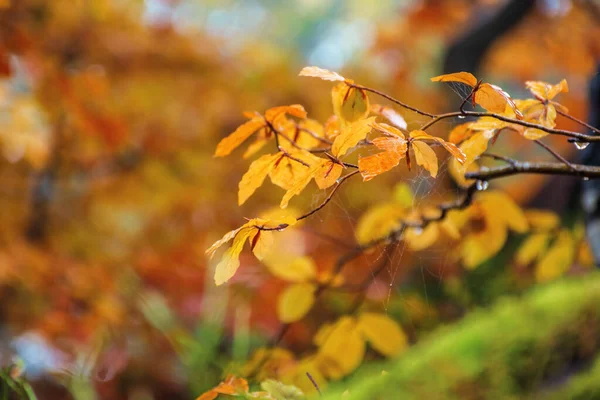 Жовтий лист на гілці в осінньому лісі — стокове фото