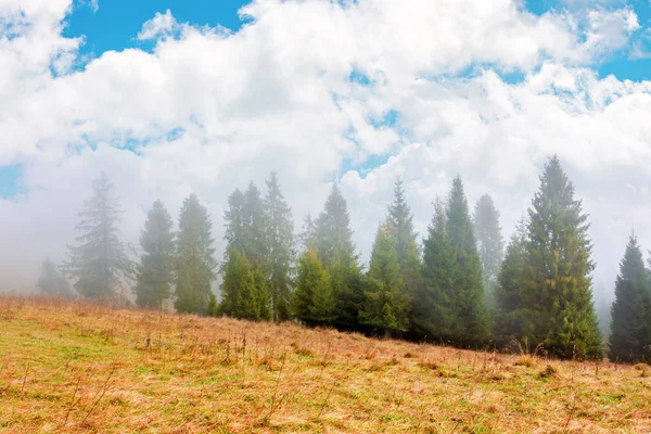 Fir trees on the grassy hillside on foggy morning — Stock Photo, Image