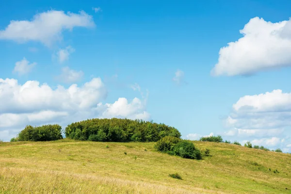 Malý les na kopci — Stock fotografie